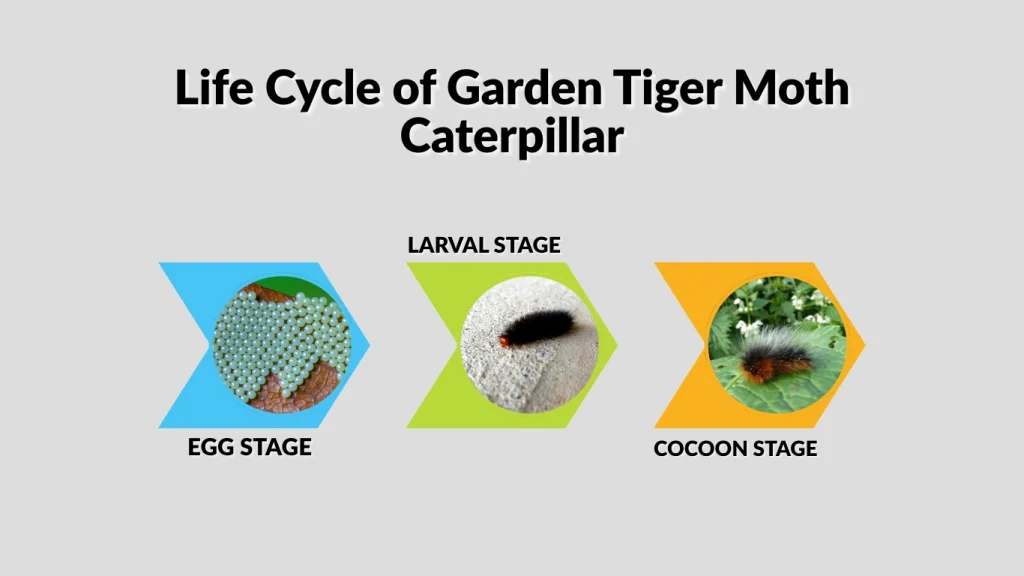 Life Cycle of Garden Tiger Moth Caterpillar
