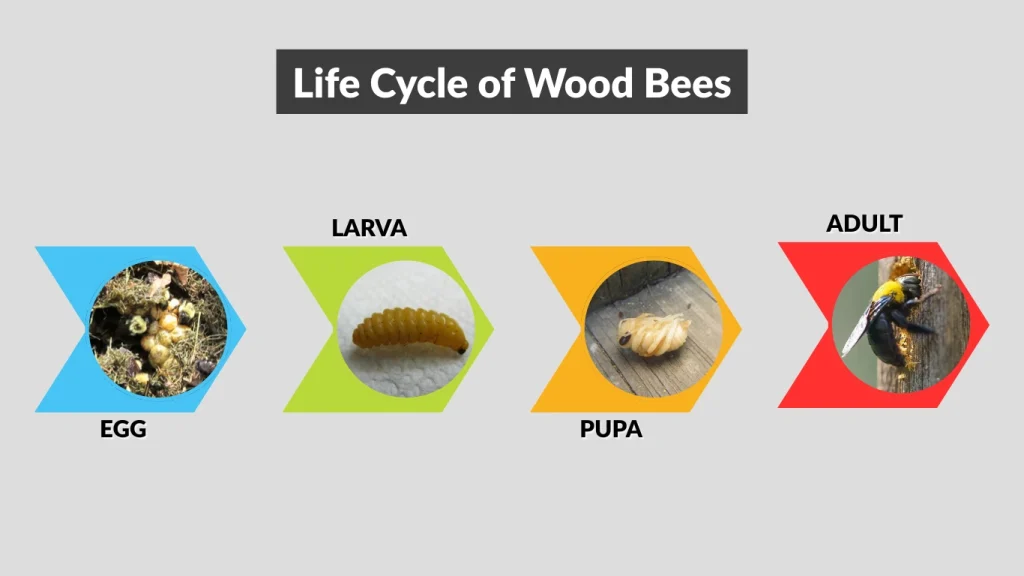 Life Cycle of Wood Bees