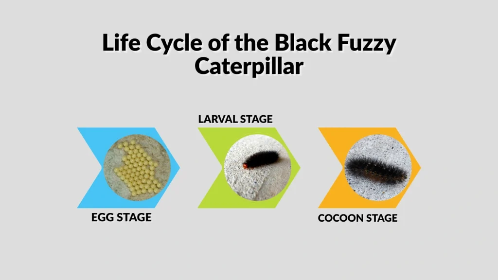 Life Cycle of the Black Fuzzy Caterpillar