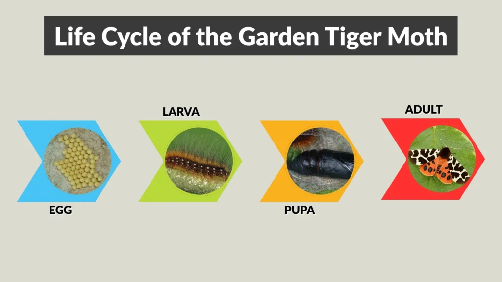 Life Cycle of the Garden Tiger Moth