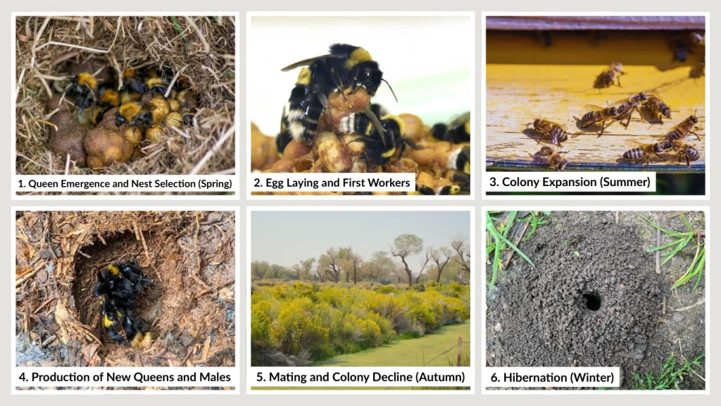 Lifecycle of a Bumble Bee
