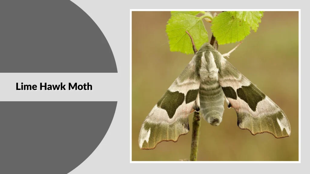 Lime Hawk Moth