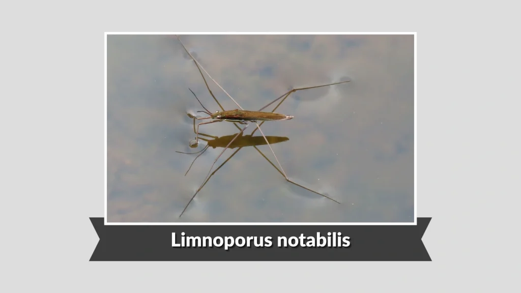 Limnoporus notabilis