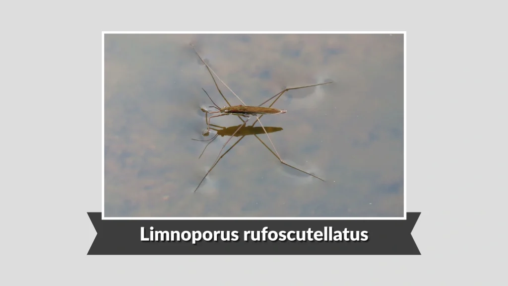 Limnoporus rufoscutellatus