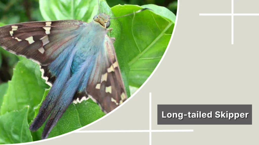 Long-tailed Skipper