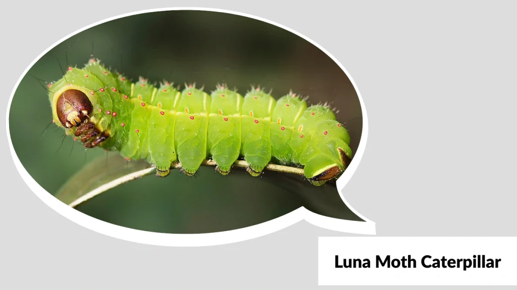 Luna Moth Caterpillar