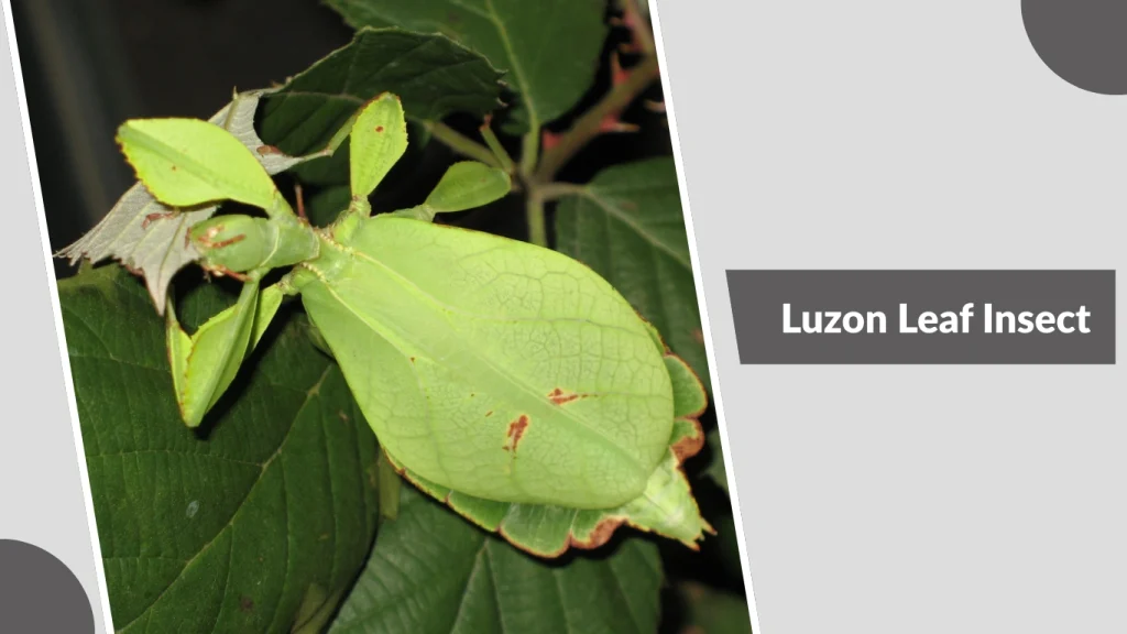 Luzon Leaf Insect