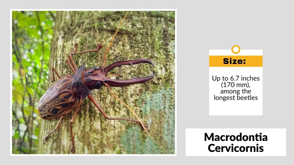 Macrodontia Cervicornis