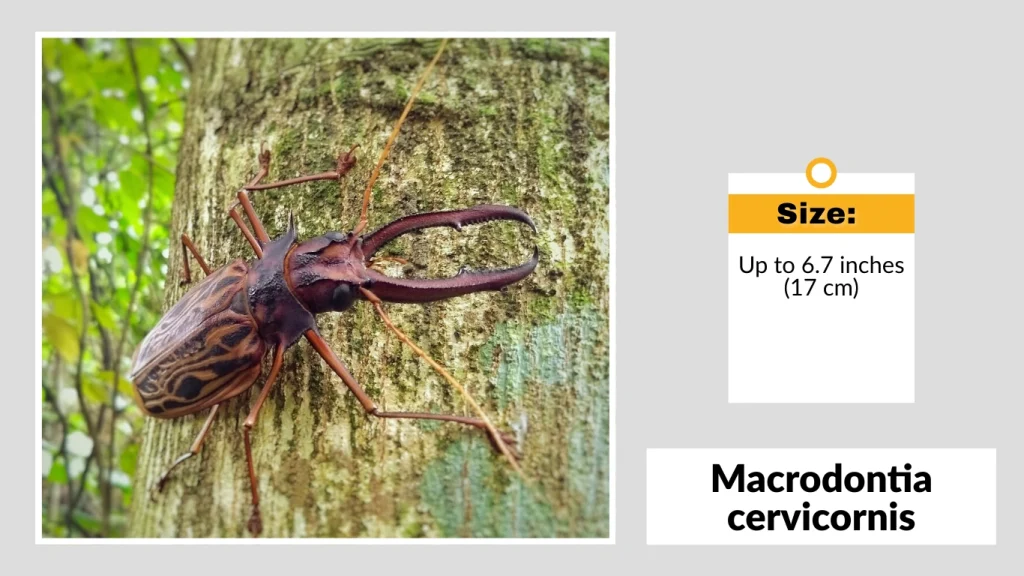 Macrodontia cervicornis