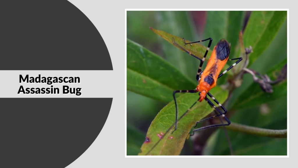 Madagascan Assassin Bug