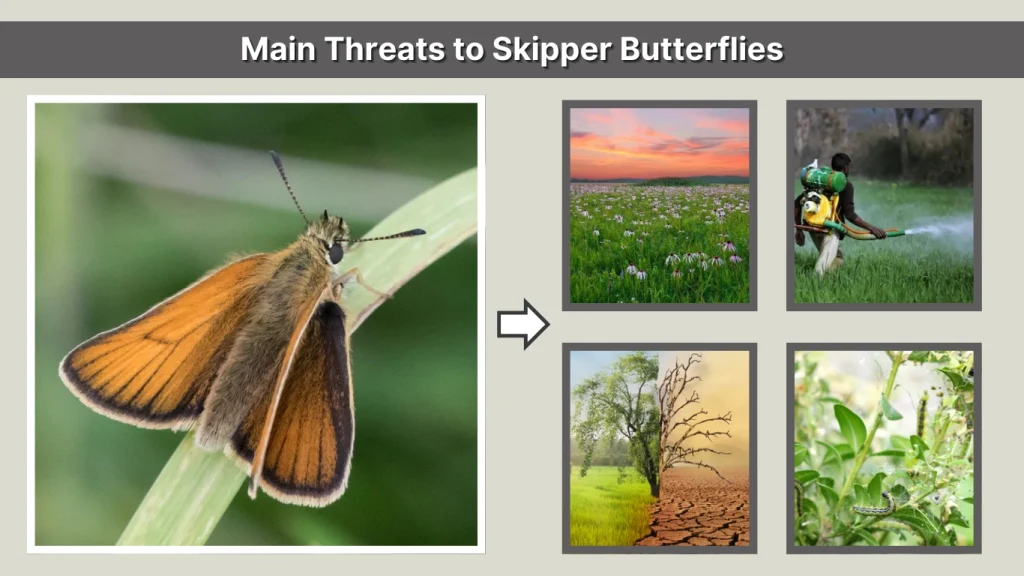 Main Threats to Skipper Butterflies