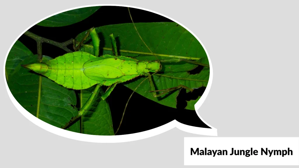 Malayan Jungle Nymph