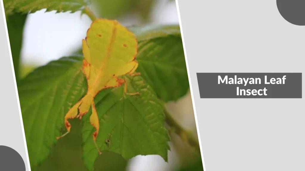 Malayan Leaf Insect