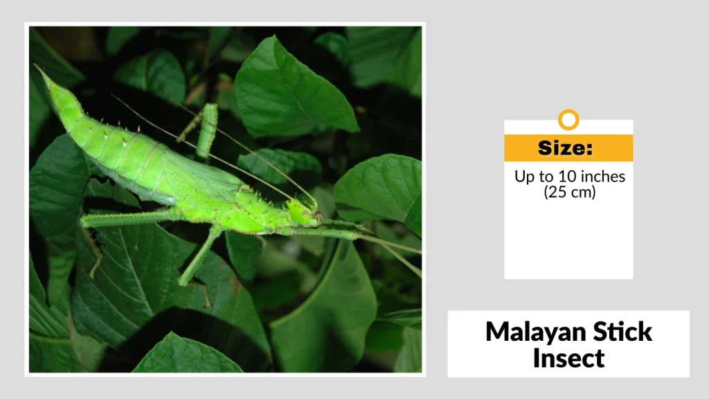 Malayan Stick Insect
