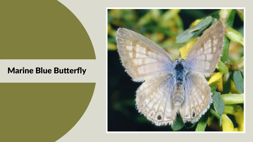 Marine Blue Butterfly