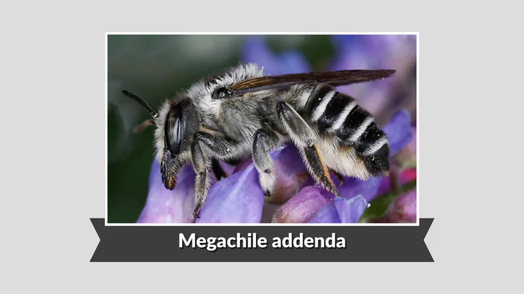 Megachile addenda