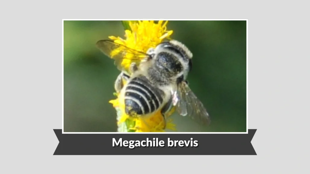 Megachile brevis