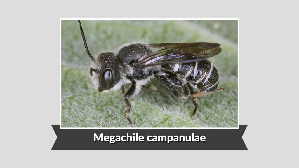 Megachile campanulae
