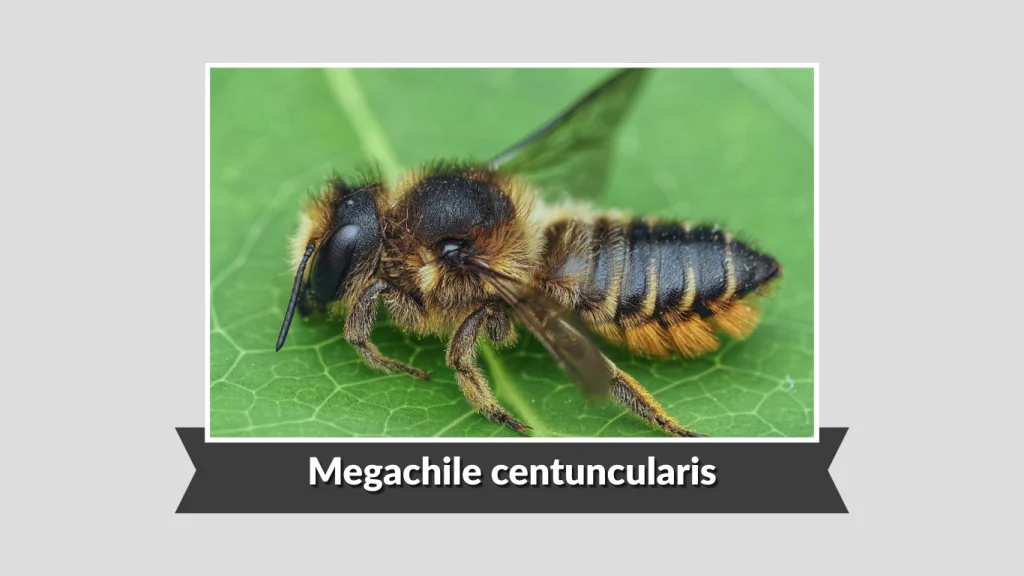 Megachile centuncularis