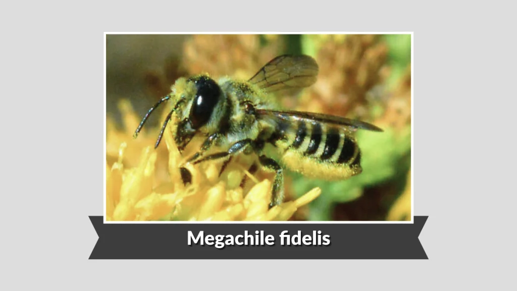 Megachile fidelis