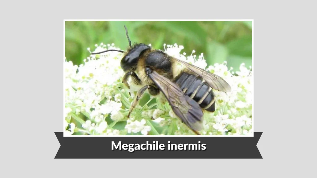 Megachile inermis