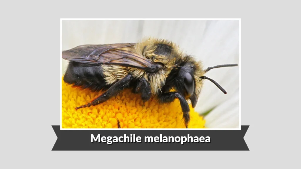 Megachile melanophaea