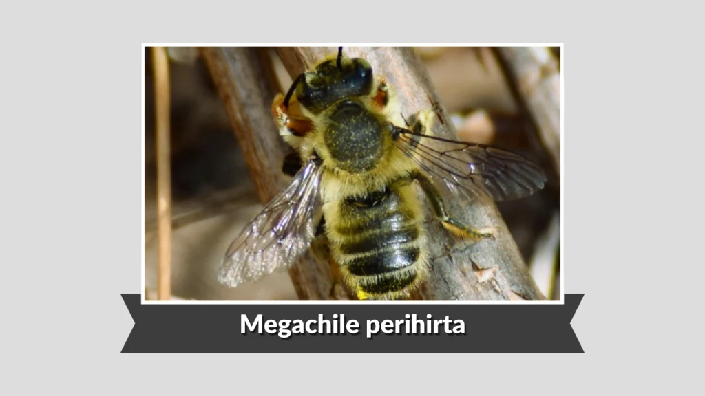 Megachile perihirta