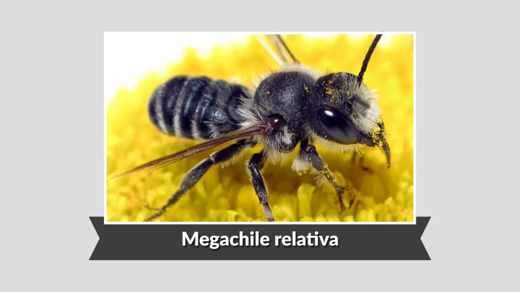 Megachile relativa