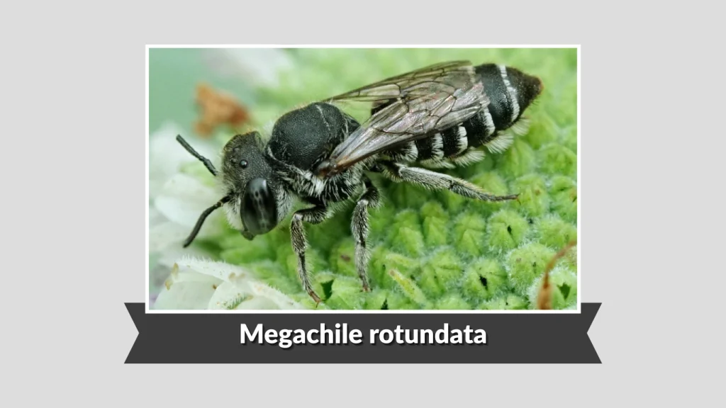 Megachile rotundata