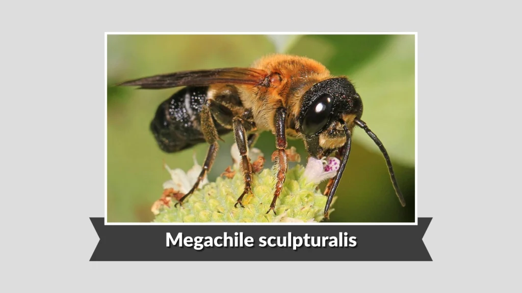 Megachile sculpturalis
