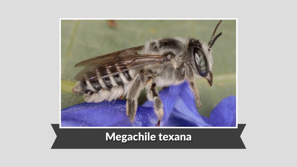 Megachile texana