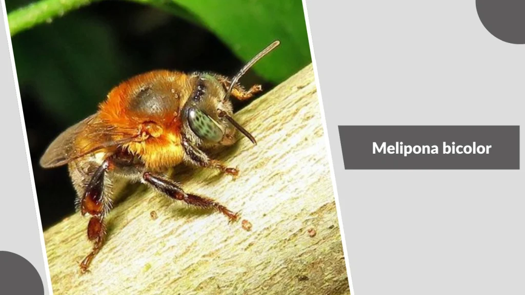 Melipona bicolor