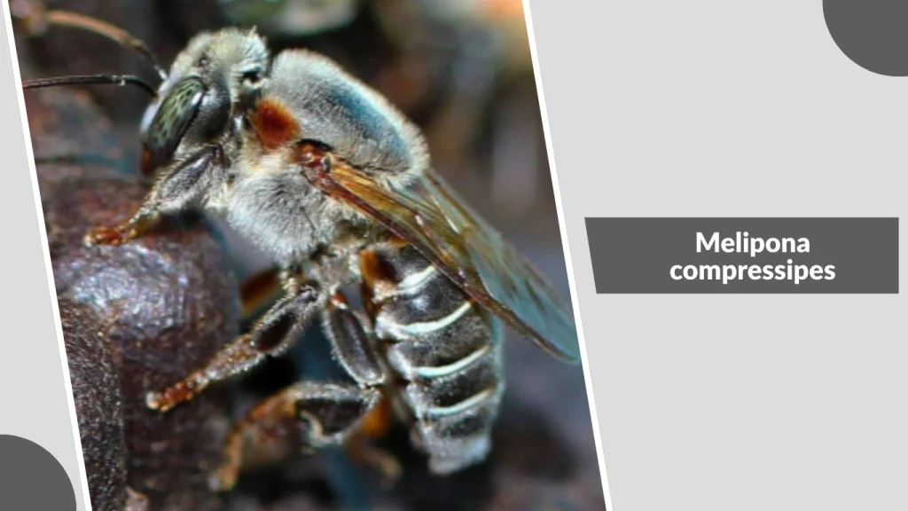 Melipona compressipes