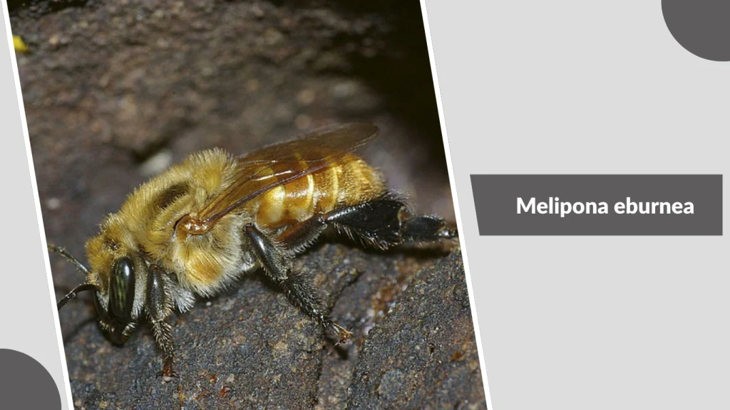 Melipona eburnea