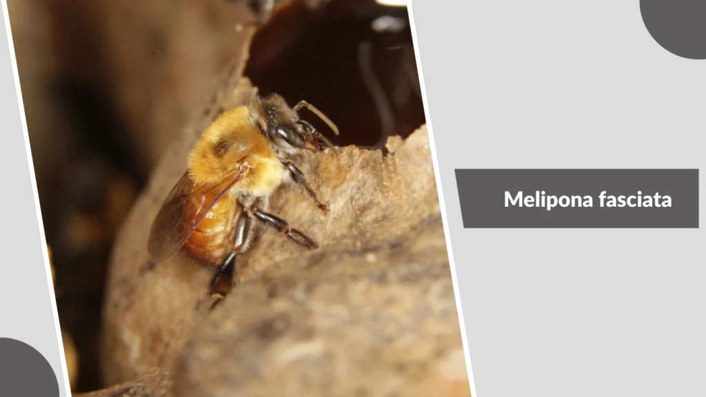 Melipona fasciata