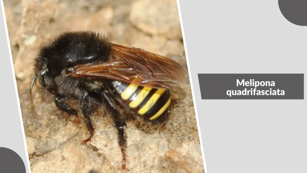 Melipona quadrifasciata