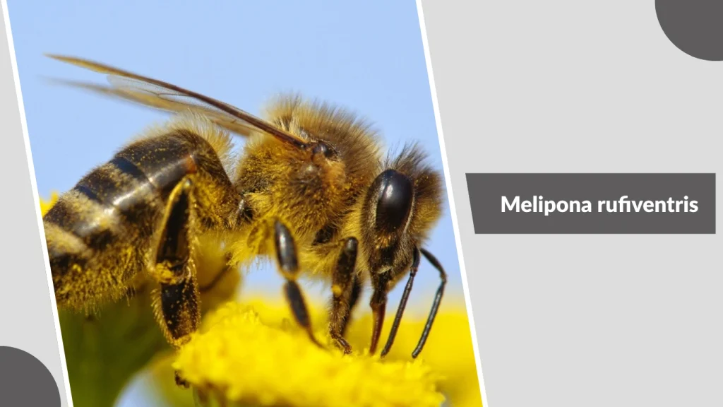 Melipona rufiventris