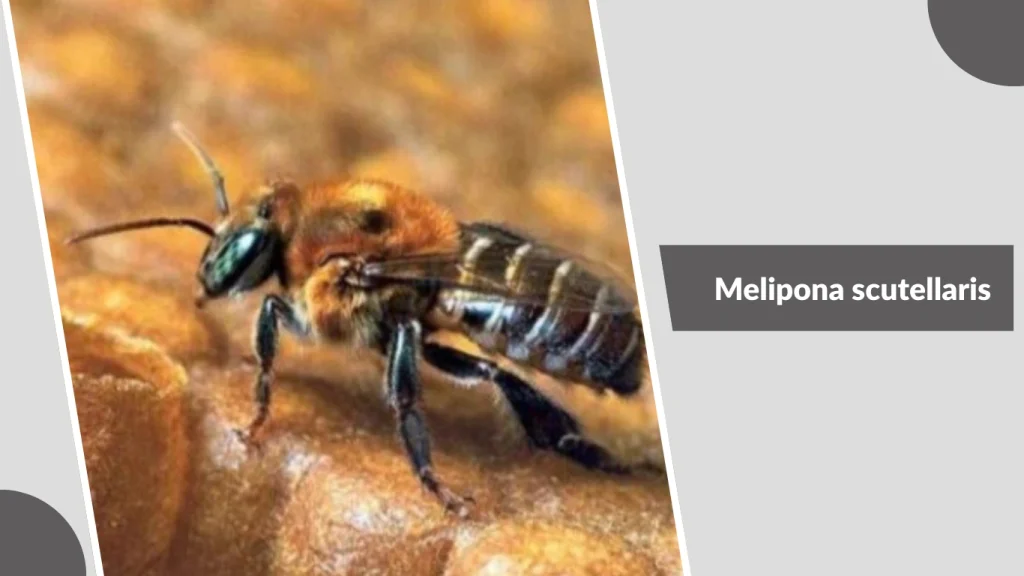 Melipona scutellaris