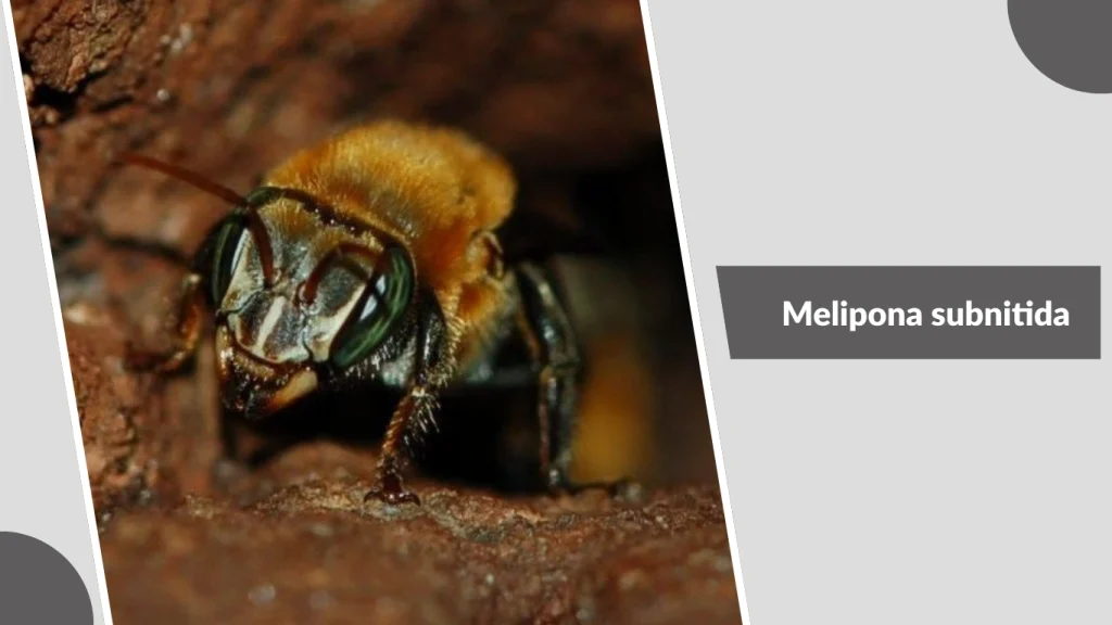 Melipona subnitida