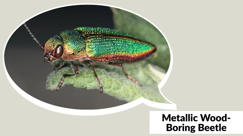 Metallic Wood-Boring Beetle