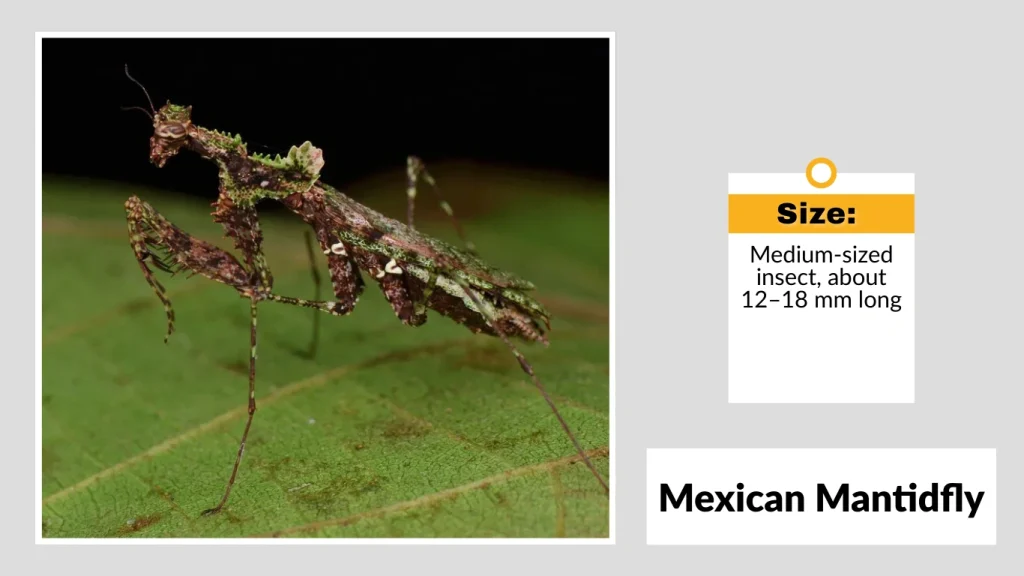 Mexican Mantidfly