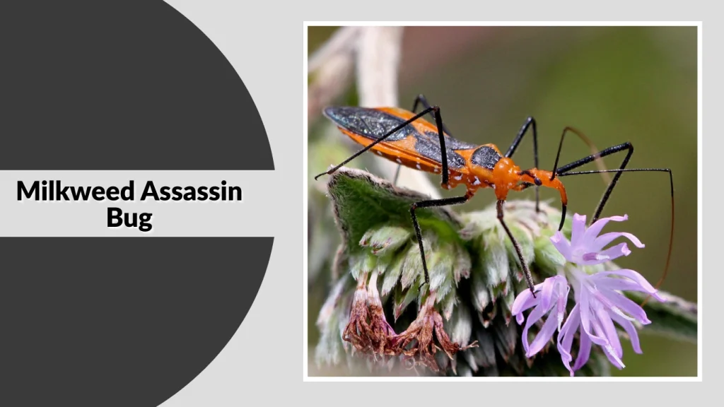 Milkweed Assassin Bug