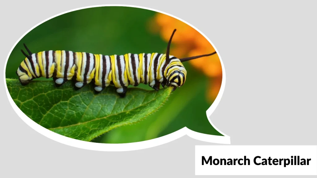 Monarch Caterpillar