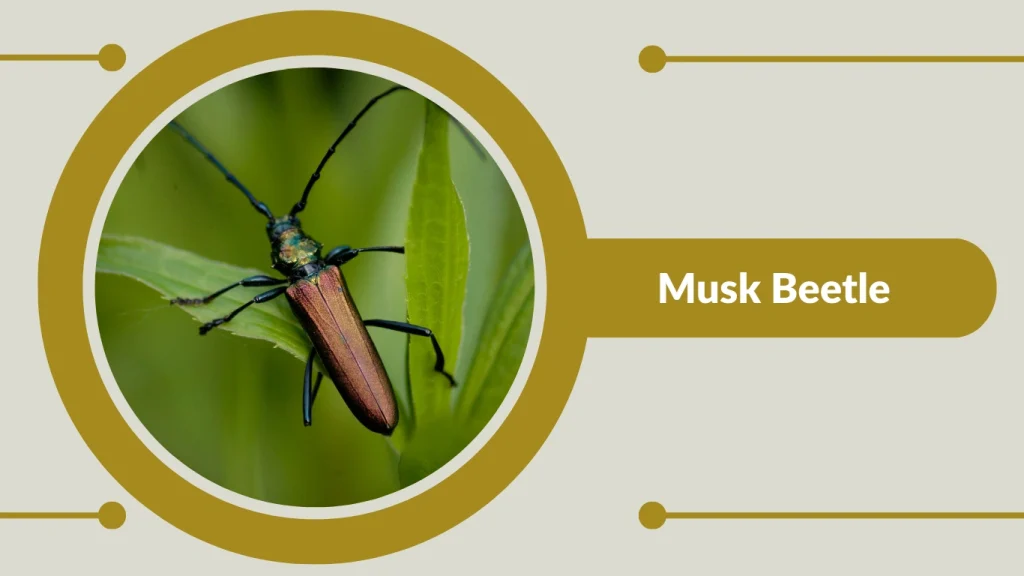 Musk Beetle