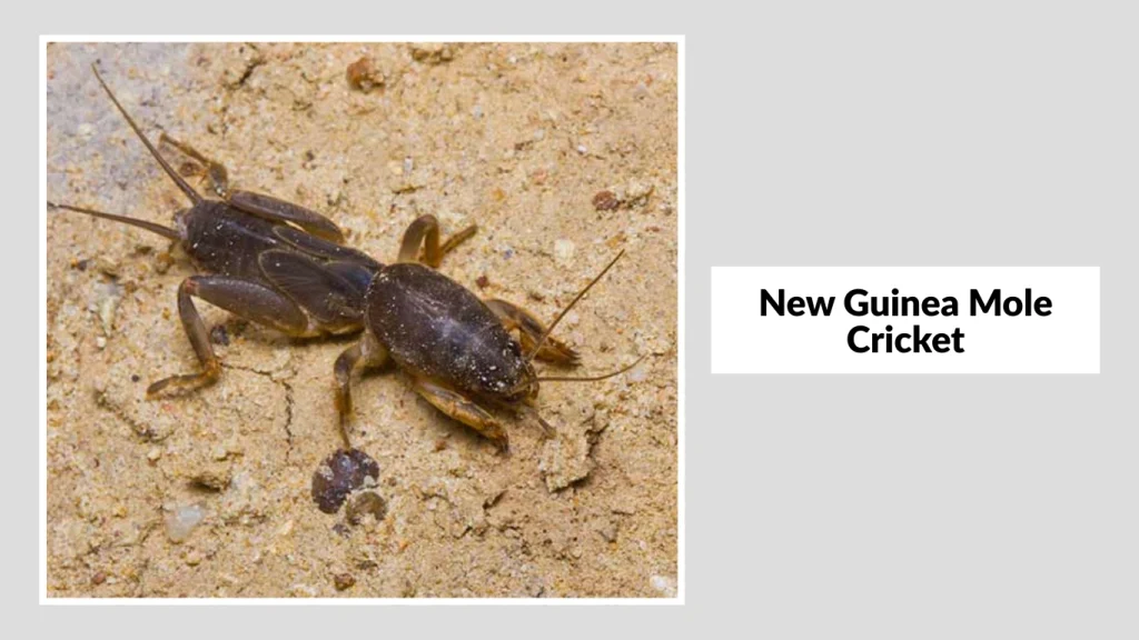 New Guinea Mole Cricket