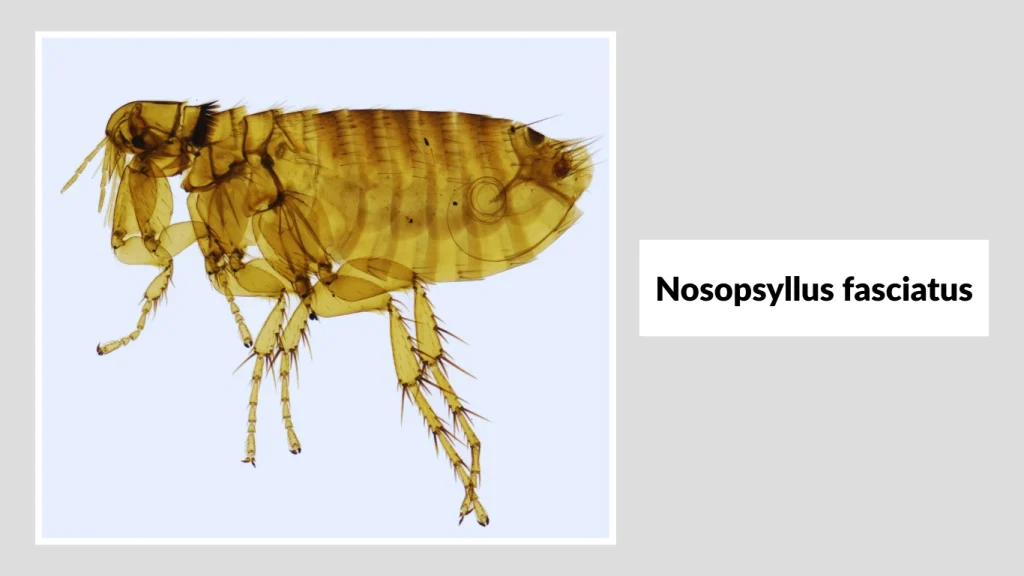 Nosopsyllus fasciatus