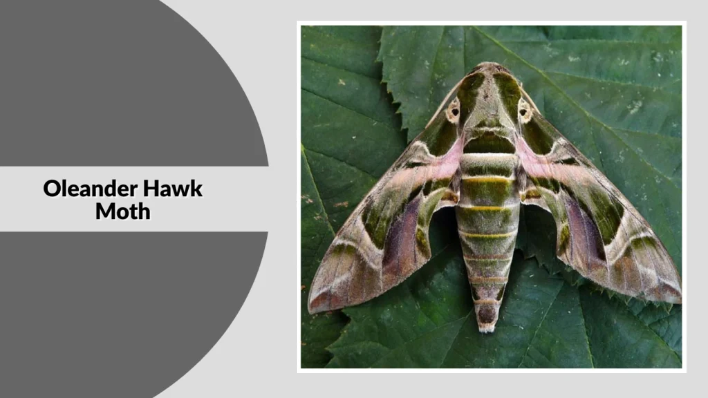 Oleander Hawk Moth