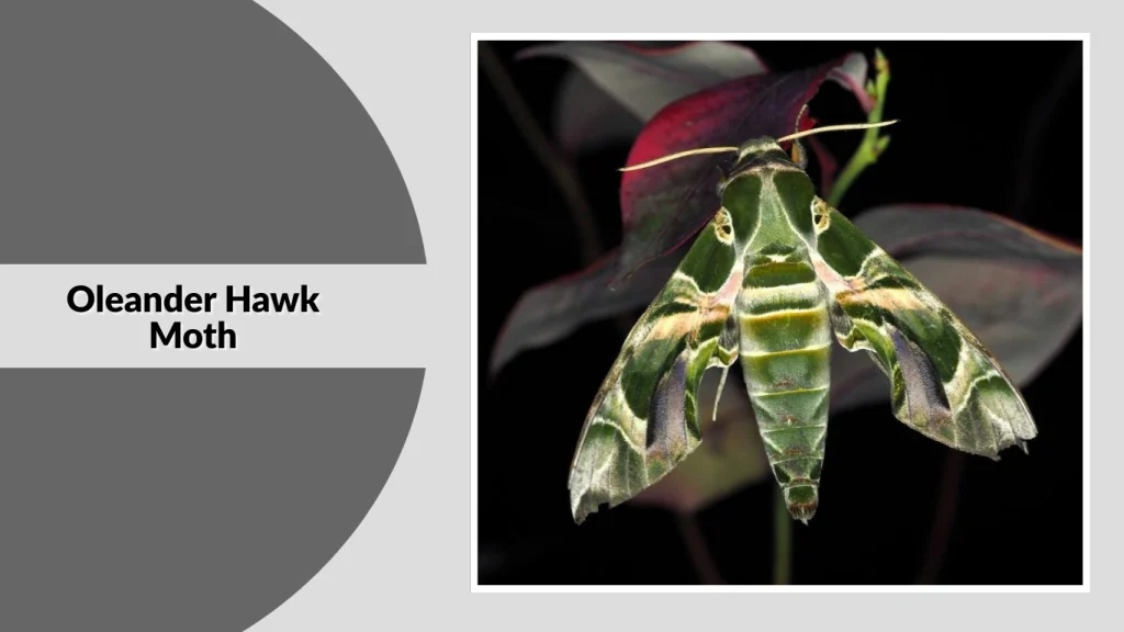 Oleander Hawk Moth
