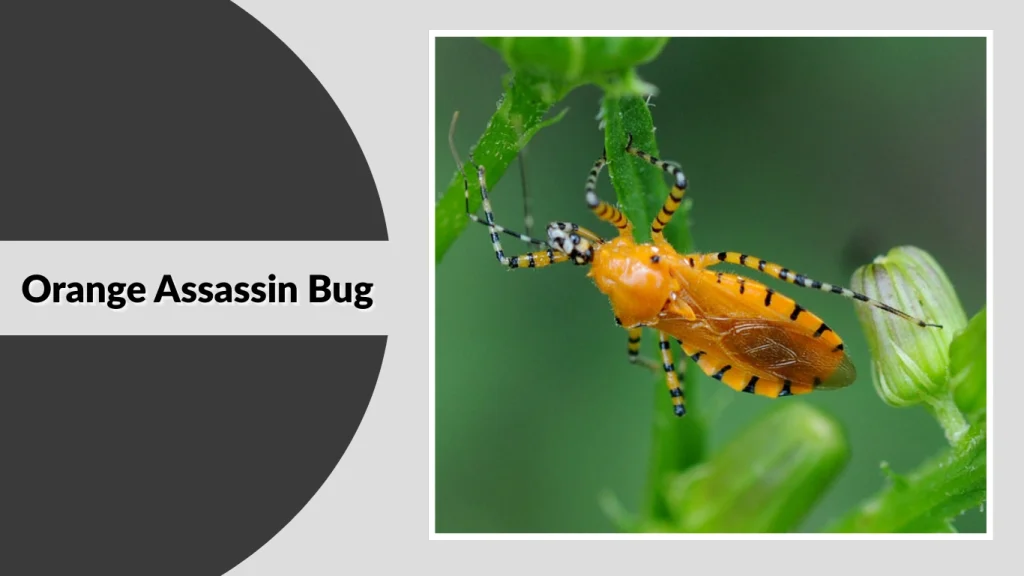 Orange Assassin Bug