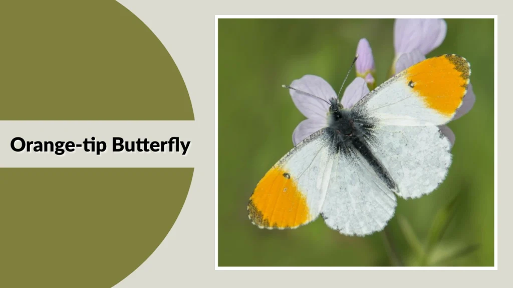 Orange-tip Butterfly